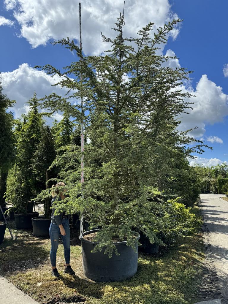 Cedrus libani