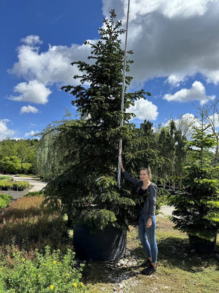 Abies nordmanniana