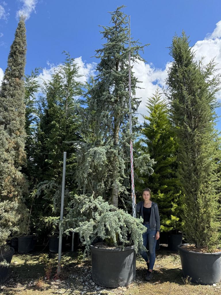 Cedrus libani 'Glauca'