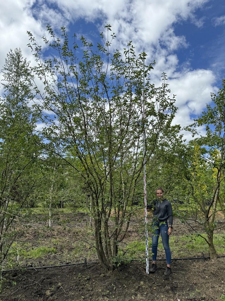 Cornus mas