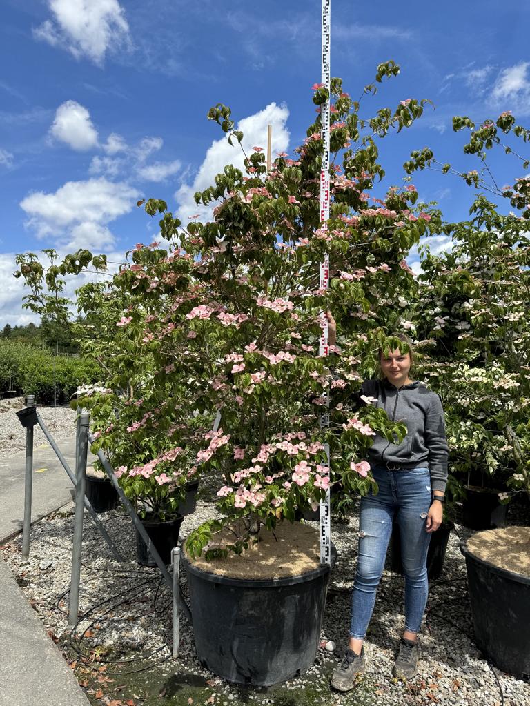 Cornus kousa 'Satomi'