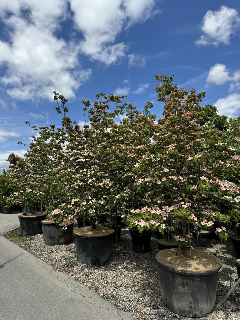 Cornus kousa 'Satomi'