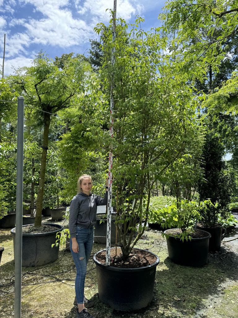 Cornus kousa var. chinensis