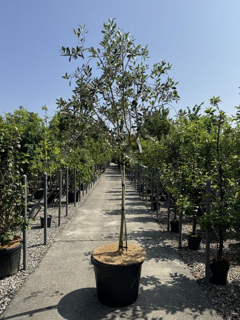 Olea europaea