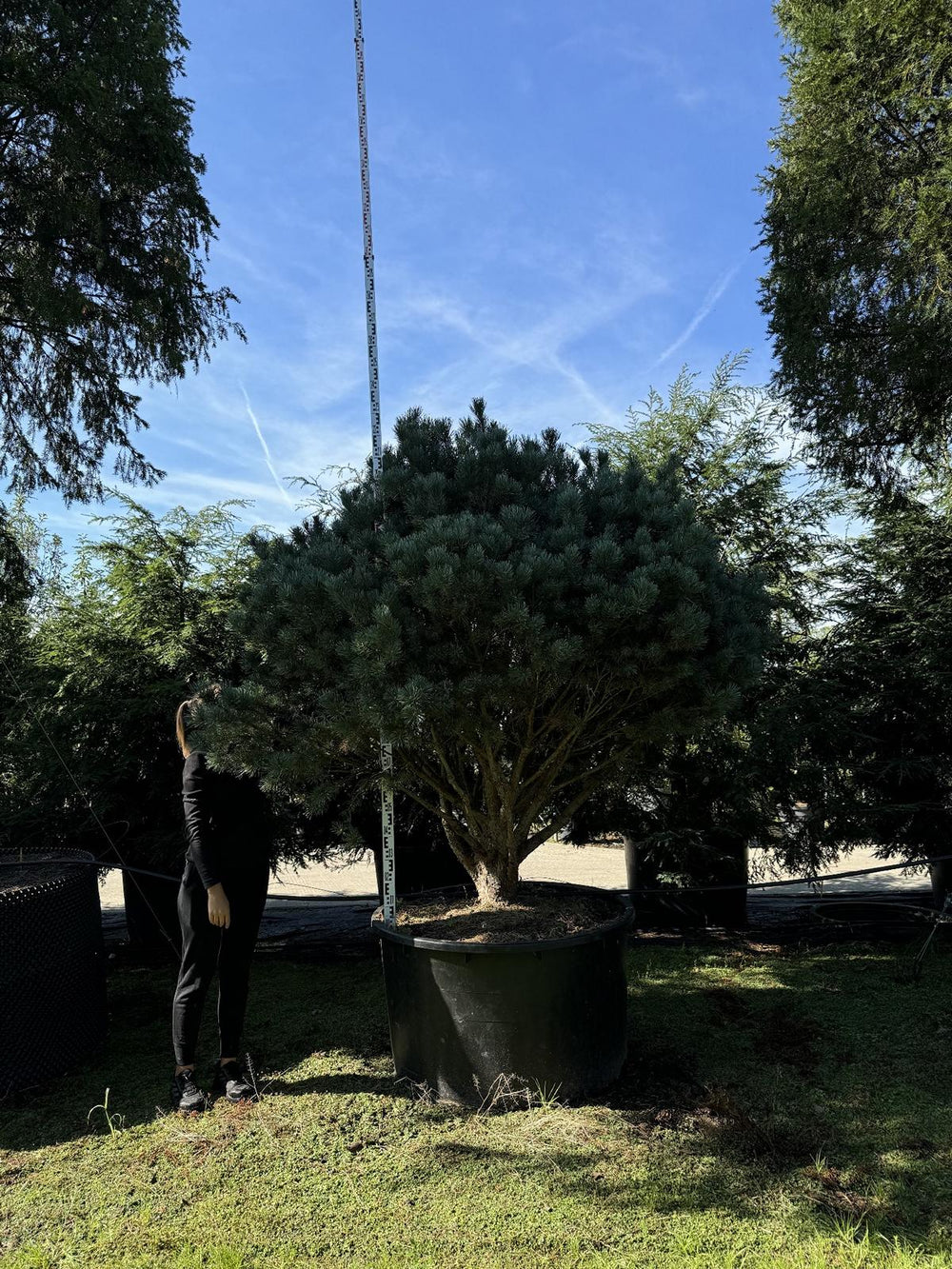 Pinus sylvestris 'Watereri' dachförmig