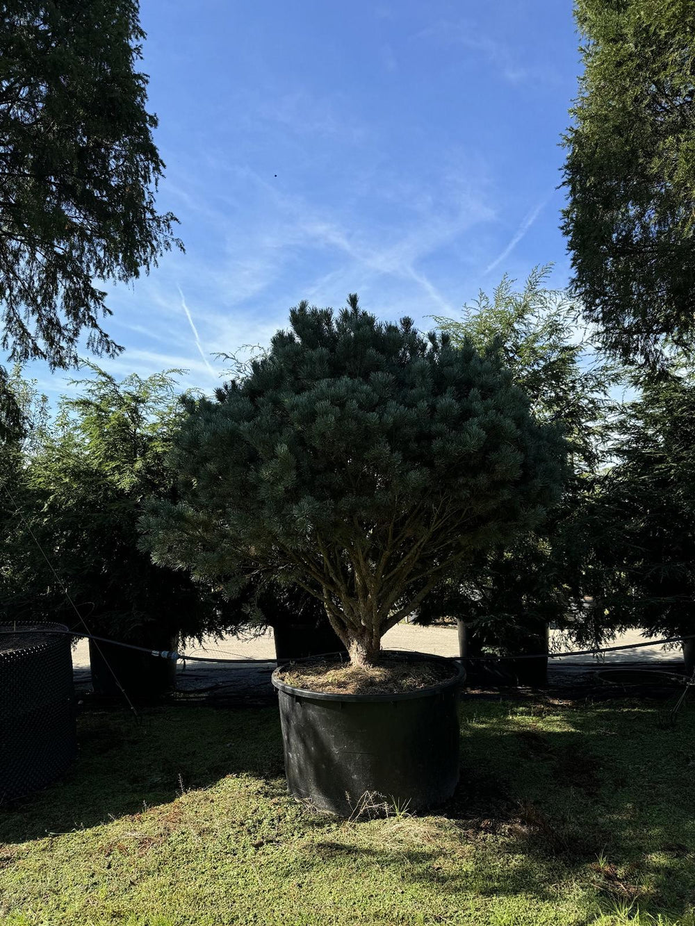 Pinus sylvestris 'Watereri' dachförmig