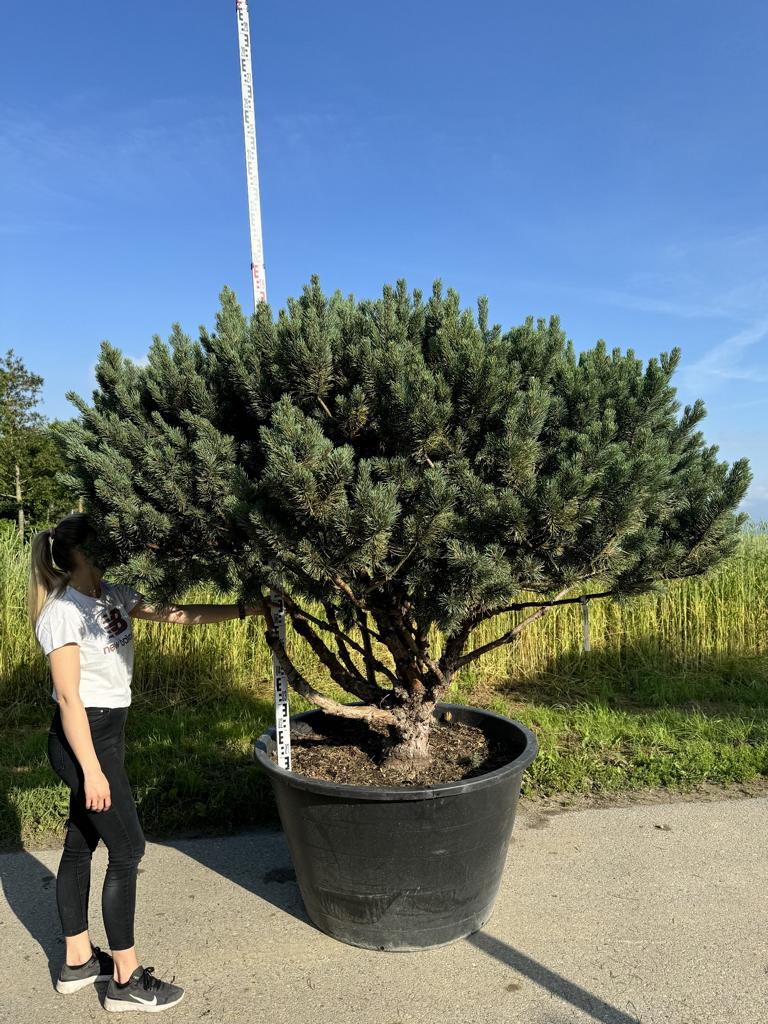 Pinus sylvestris 'Watereri' dachförmig