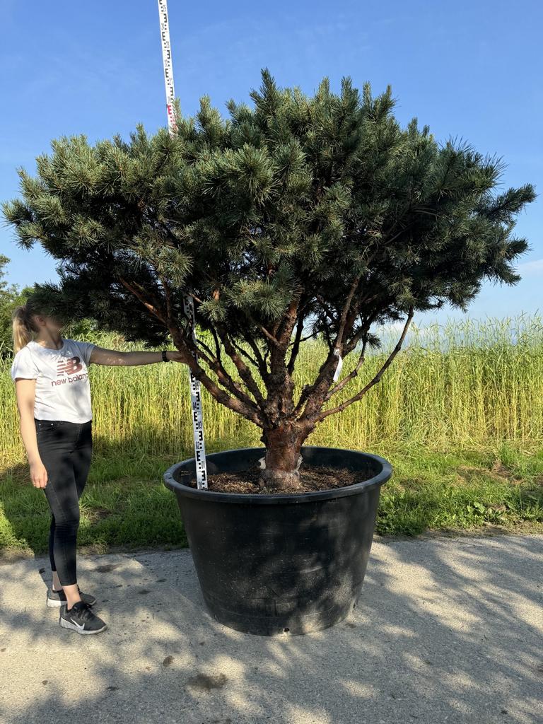 Pinus sylvestris 'Watereri' dachförmig