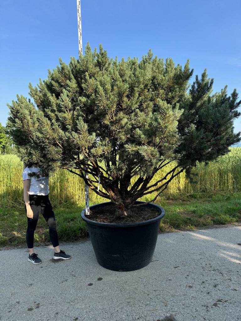 Pinus sylvestris 'Watereri' dachförmig