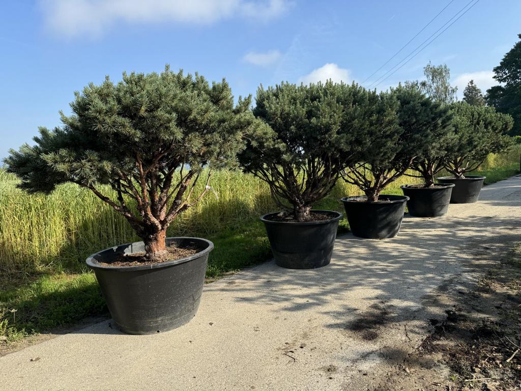 Pinus sylvestris 'Watereri' dachförmig