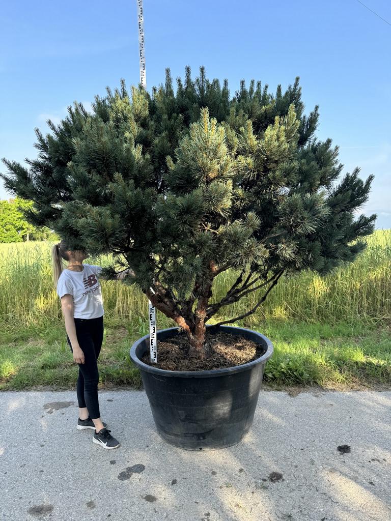 Pinus sylvestris 'Watereri' dachförmig