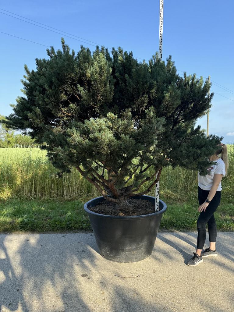 Pinus sylvestris 'Watereri' dachförmig