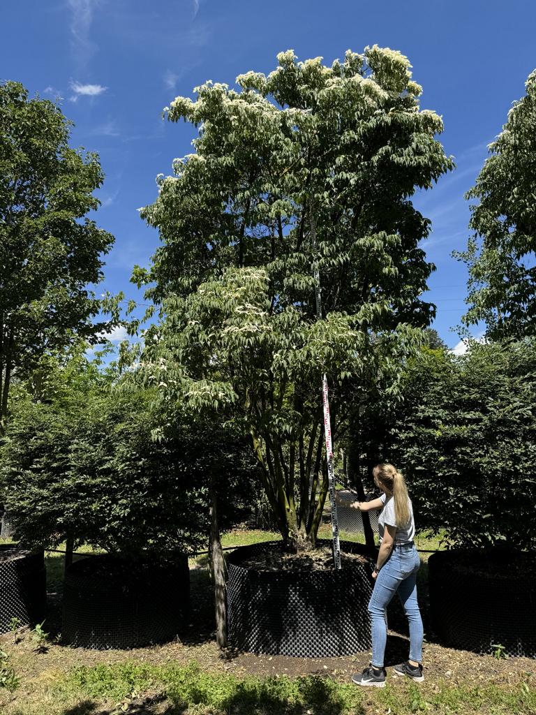 Cornus kousa var. chinensis