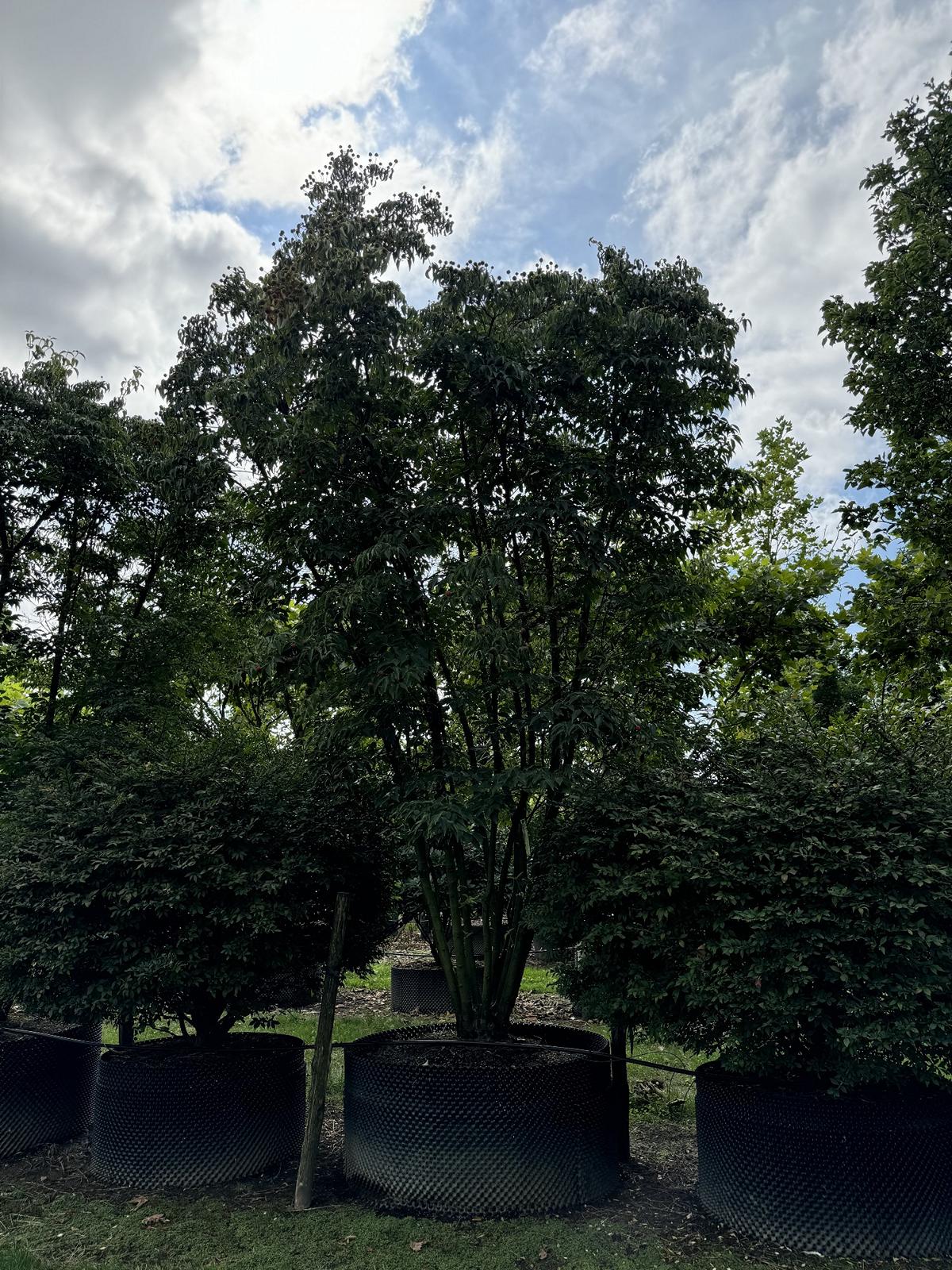 Cornus kousa var. chinensis