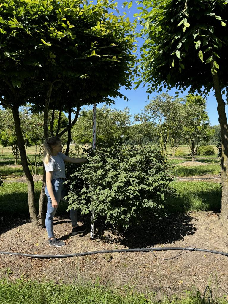 Euonymus alatus Kugel