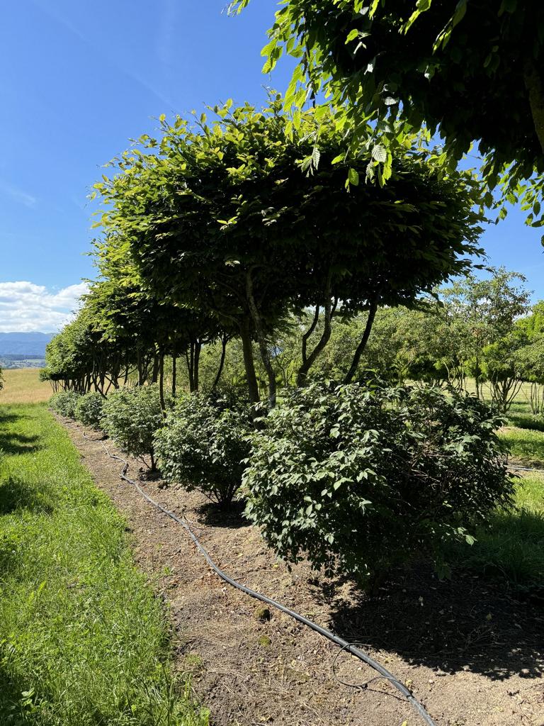 Euonymus alatus Kugel