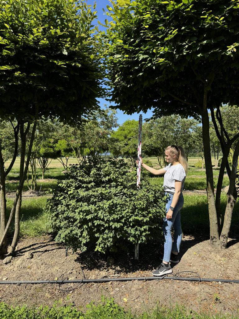 Euonymus alatus Kugel