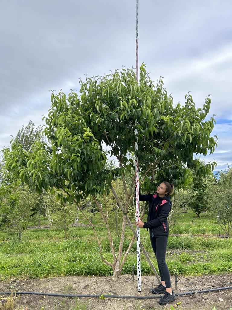 Heptacodium miconioides