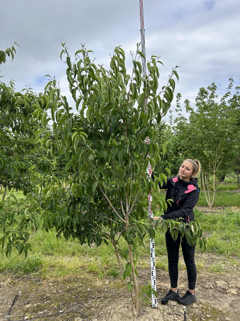 Heptacodium miconioides