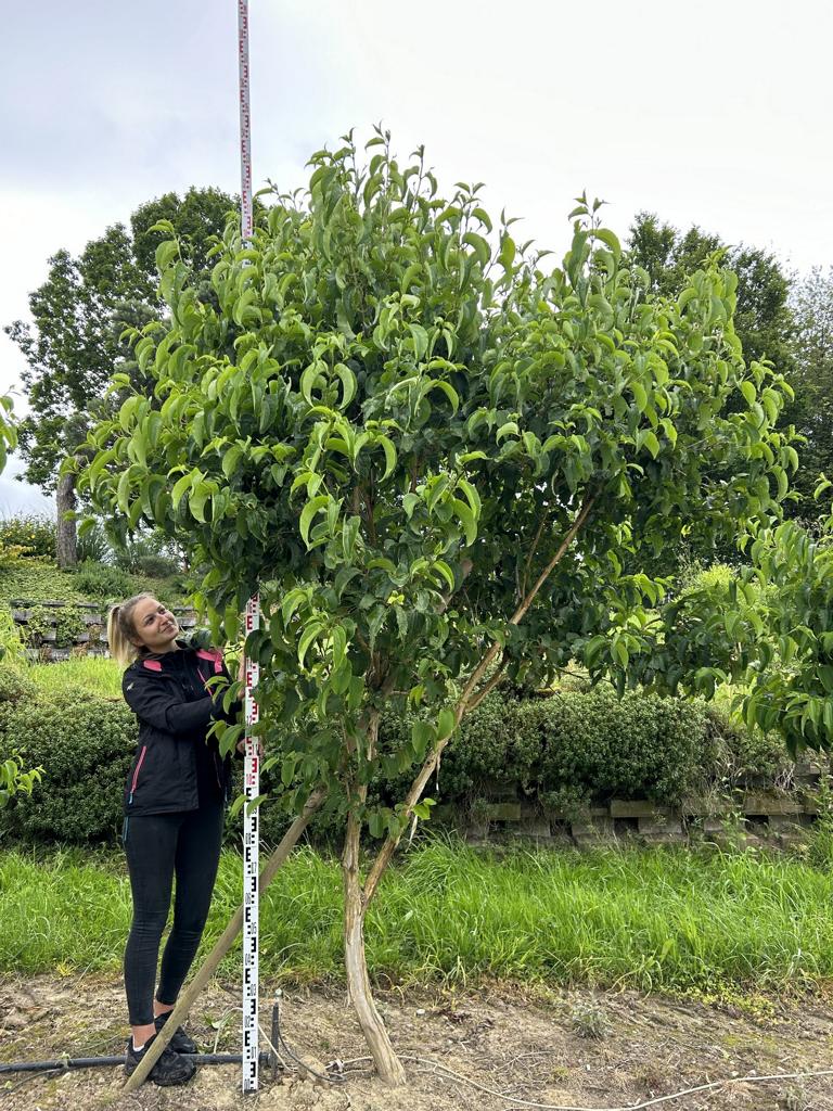 Heptacodium miconioides