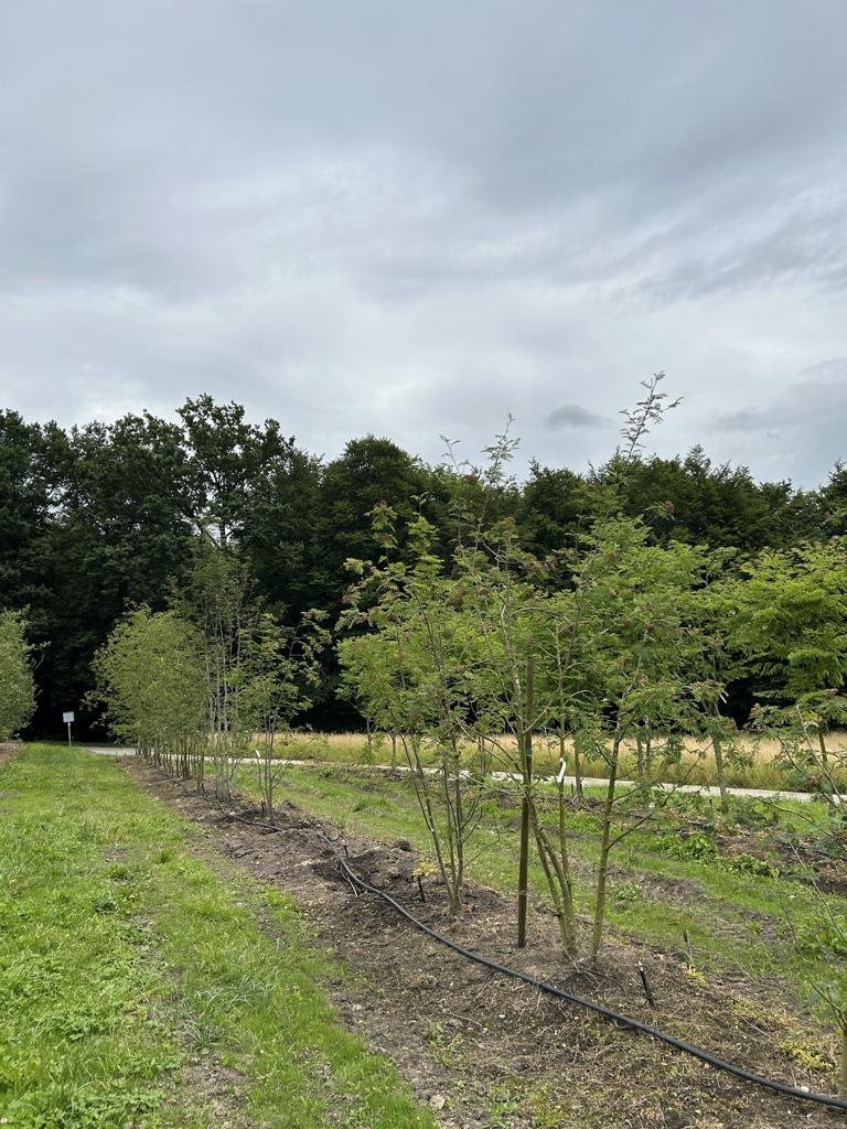 Sorbus aucuparia