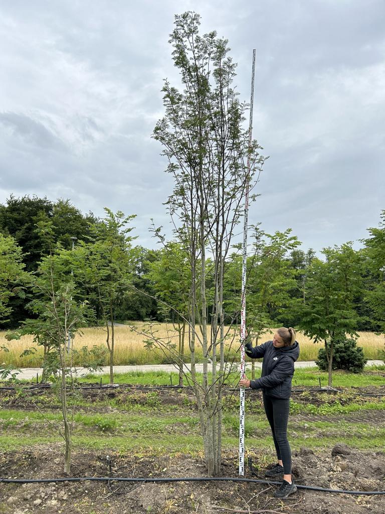 Sorbus aucuparia