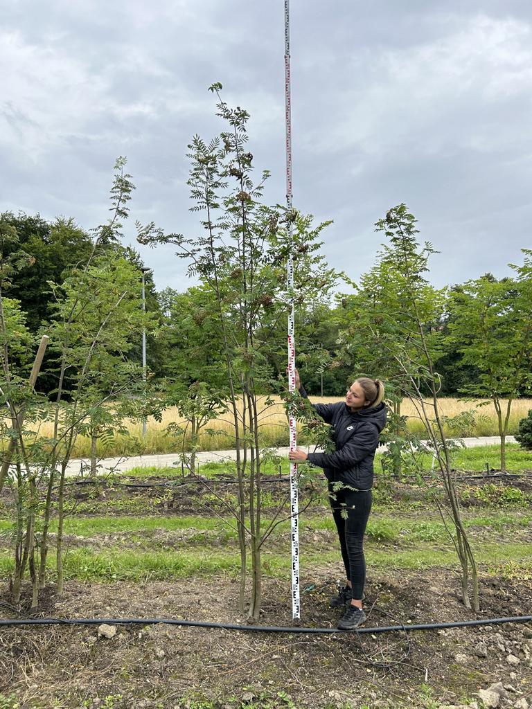 Sorbus aucuparia