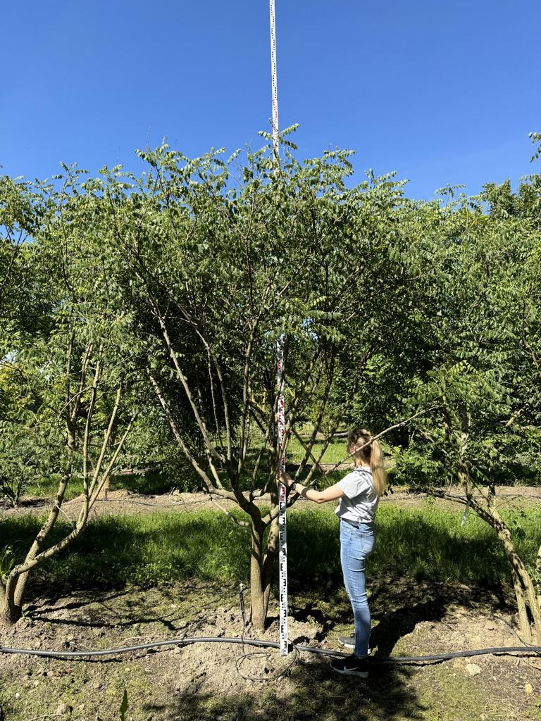 Koelreuteria paniculata