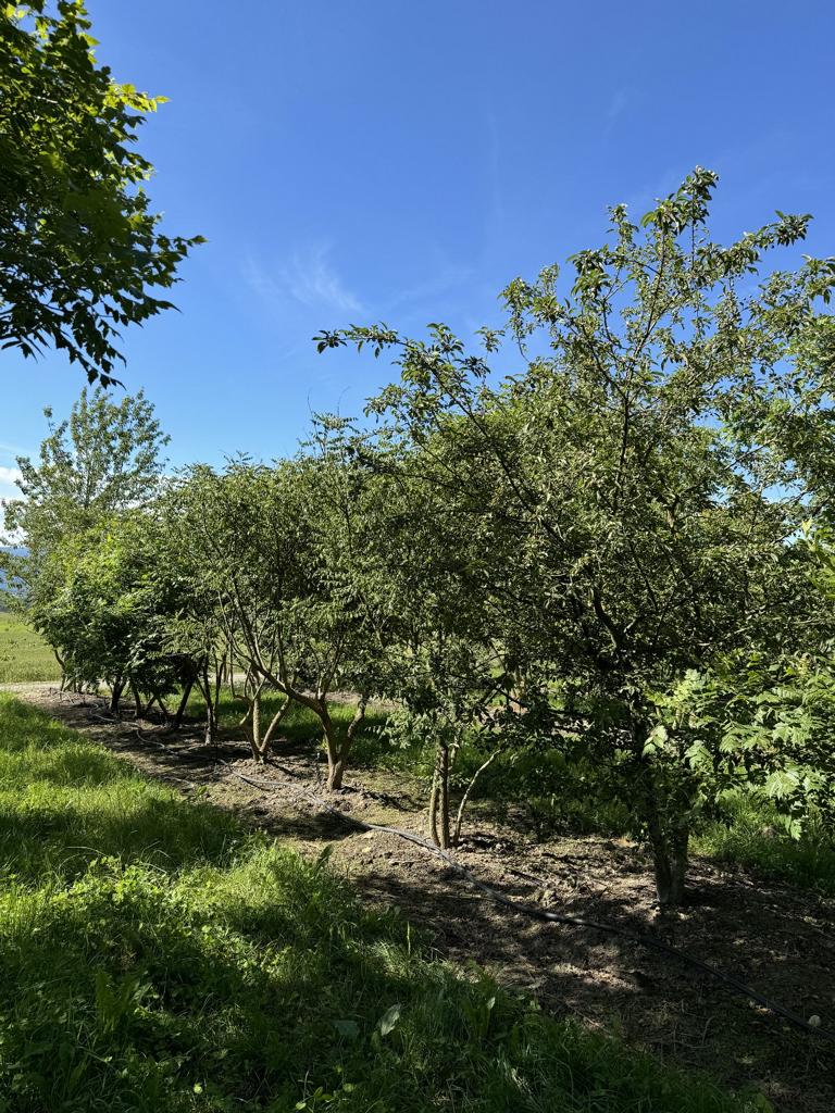 Koelreuteria paniculata