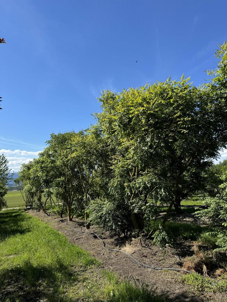 Koelreuteria paniculata