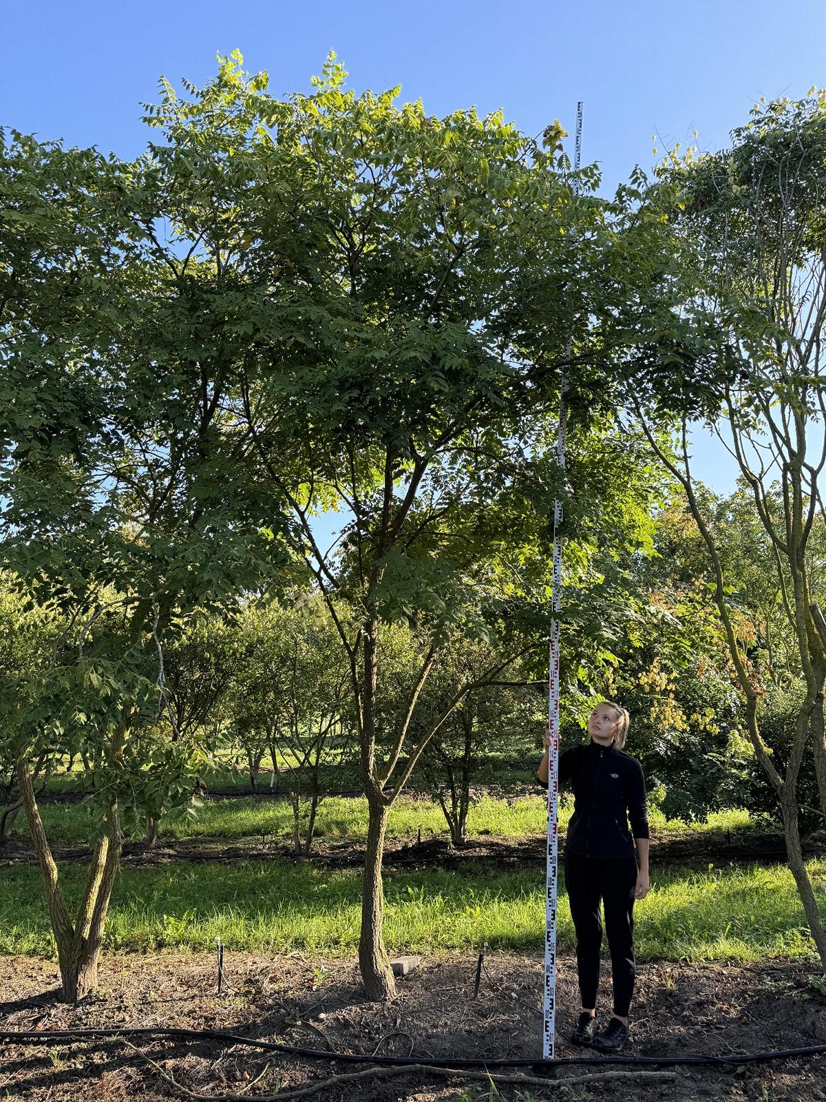 Koelreuteria paniculata