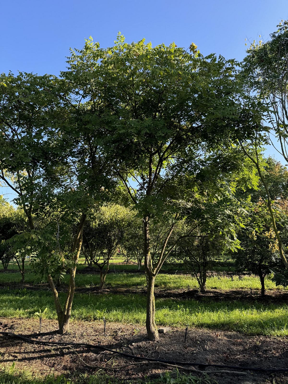 Koelreuteria paniculata