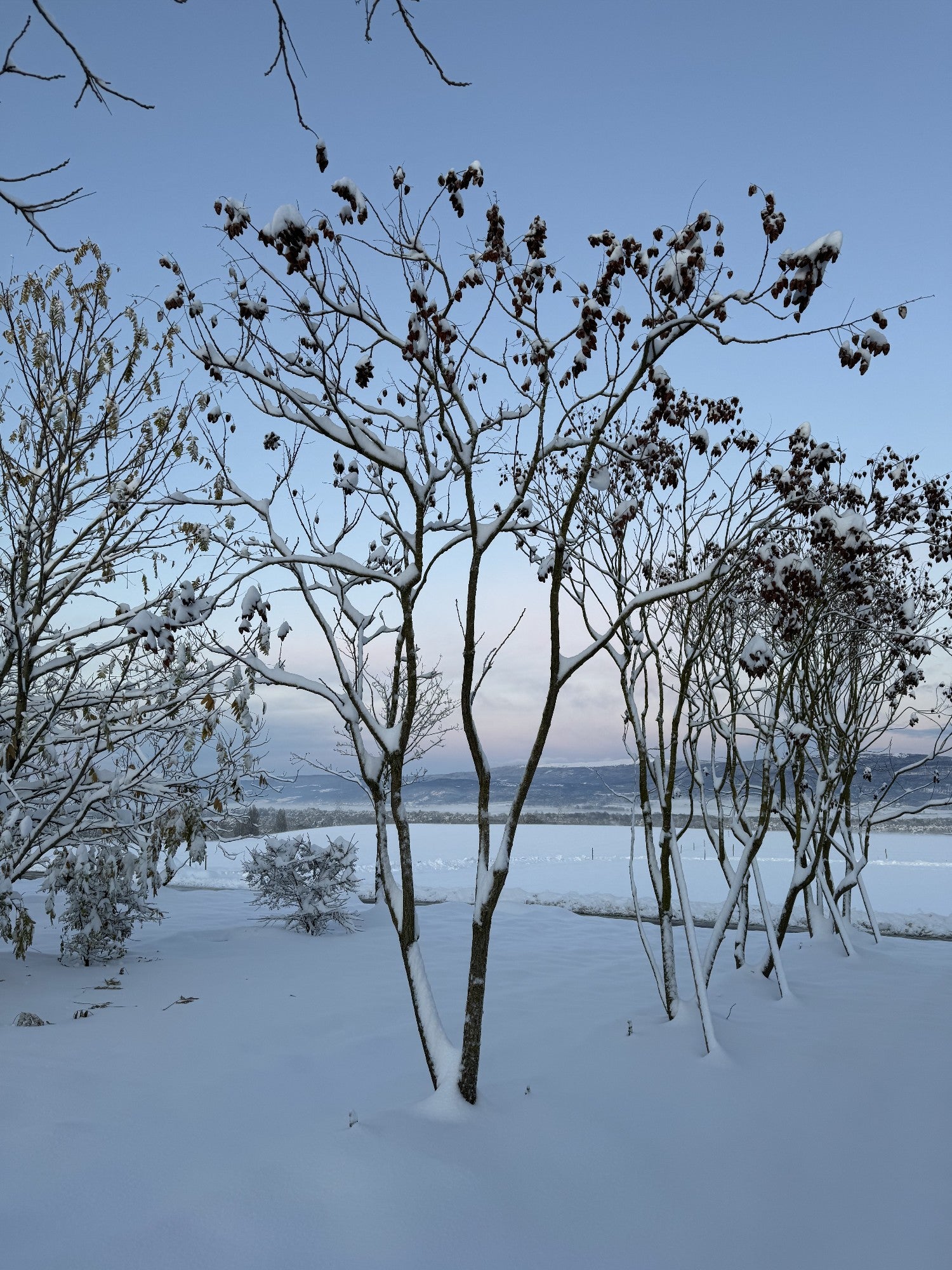 Koelreuteria paniculata