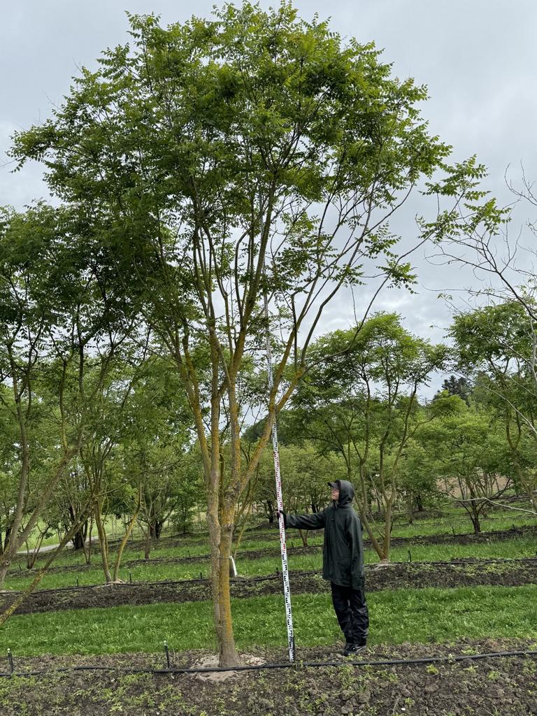 Koelreuteria paniculata