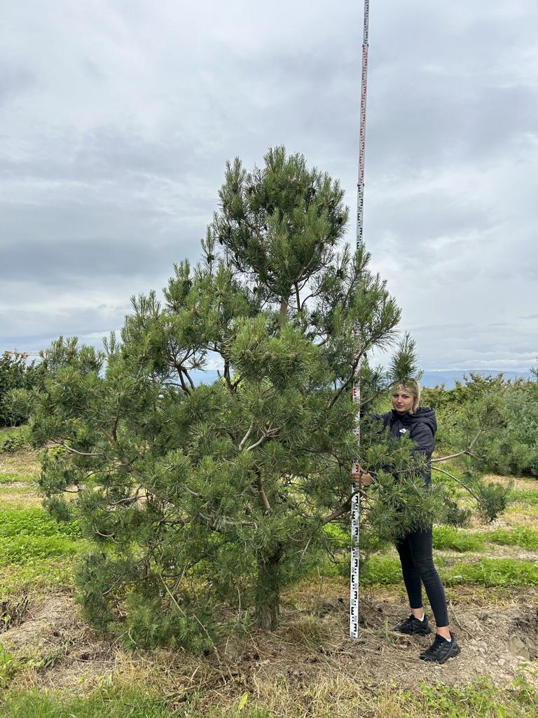 Pinus sylvestris