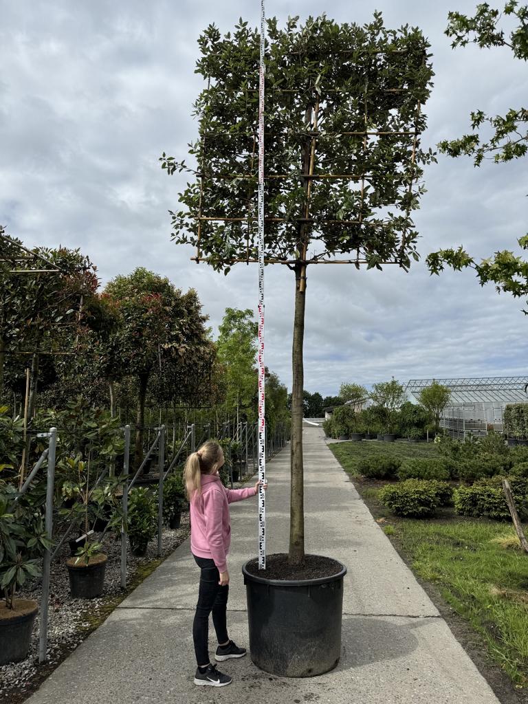 Quercus ilex Spalierform