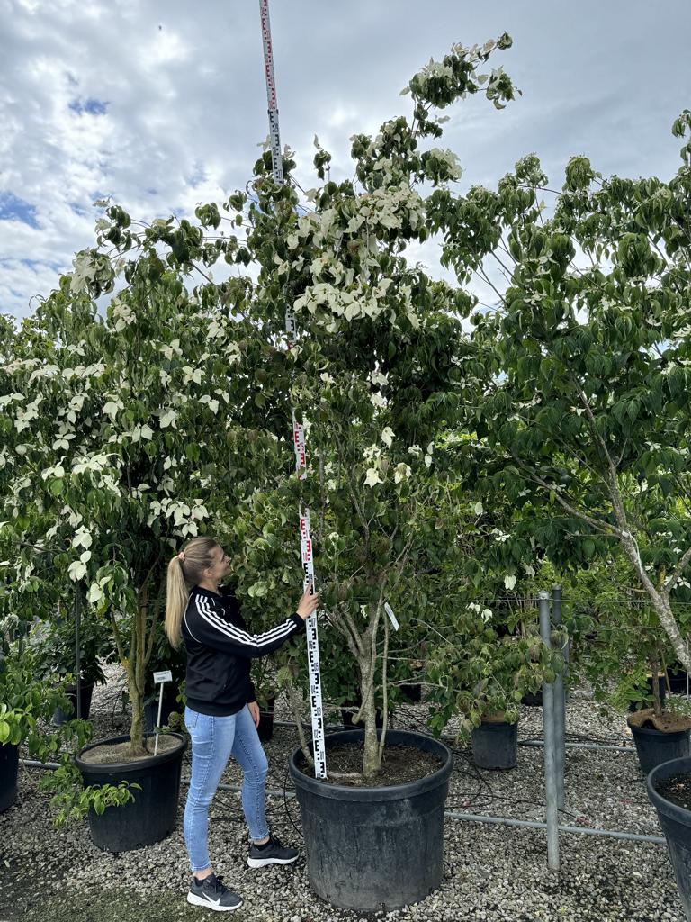 Cornus kousa 'National'