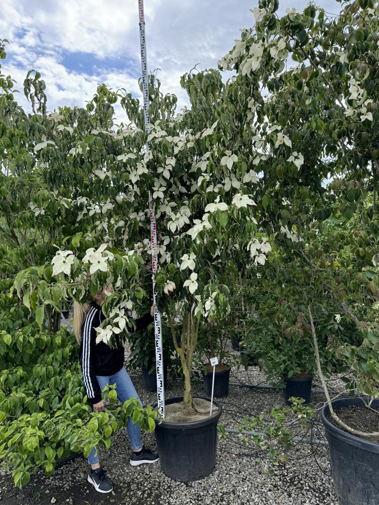 Cornus kousa 'Weisse Fontäne'