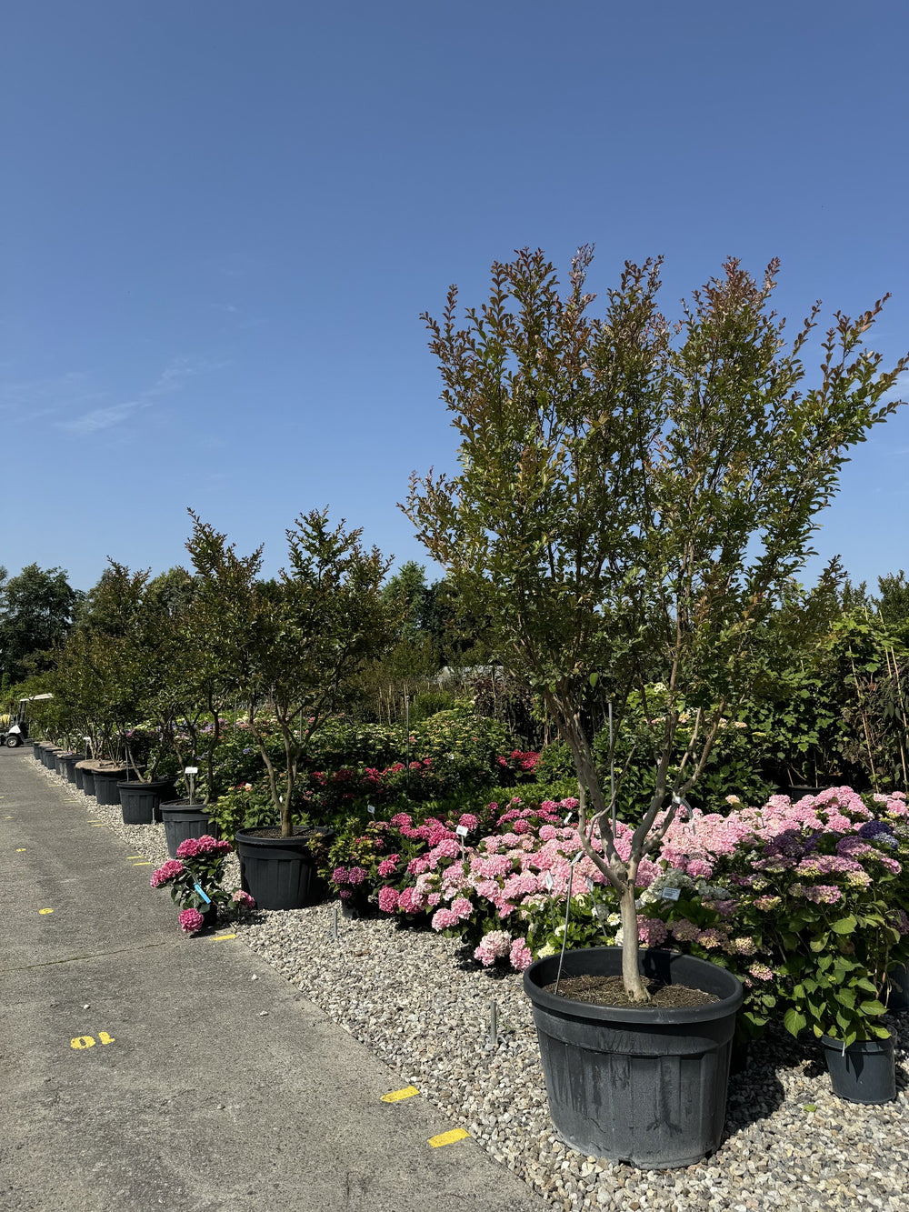 Lagerstroemia indica 'Terre Chinoise'