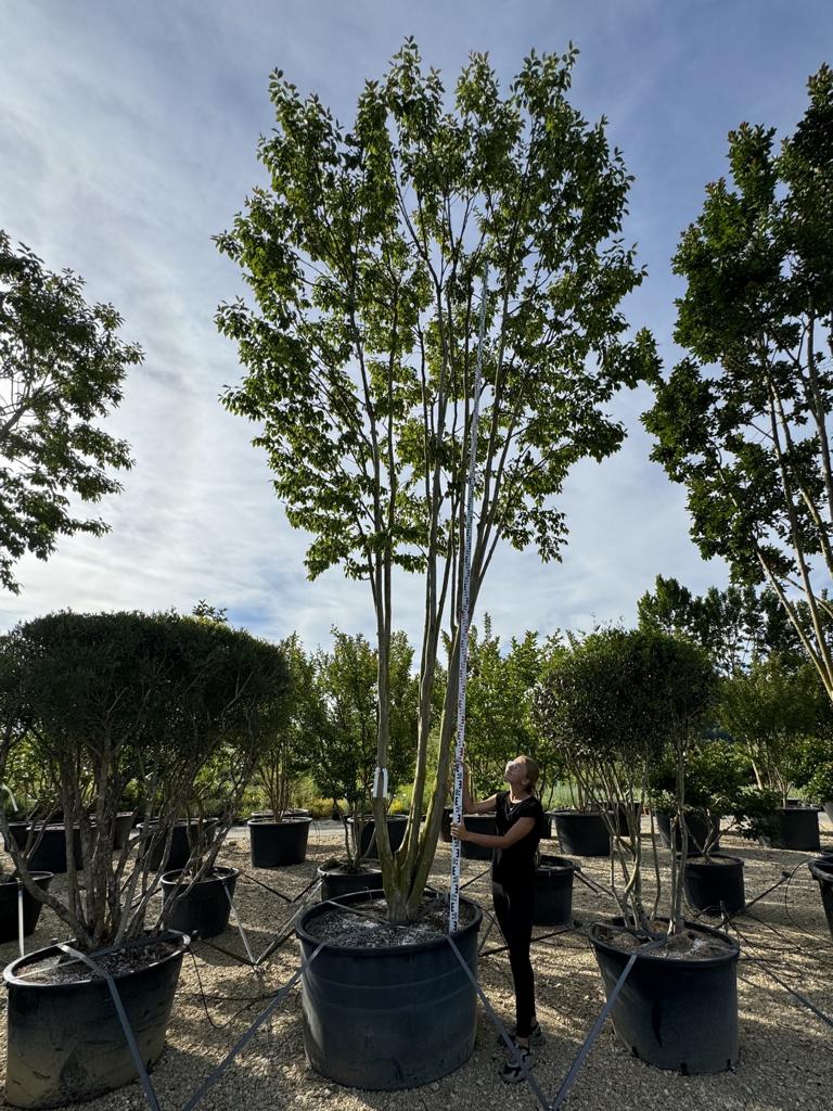 Lagerstroemia indica 'Biloxi'