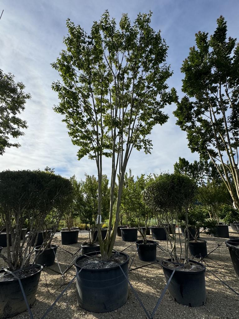 Lagerstroemia indica 'Biloxi'