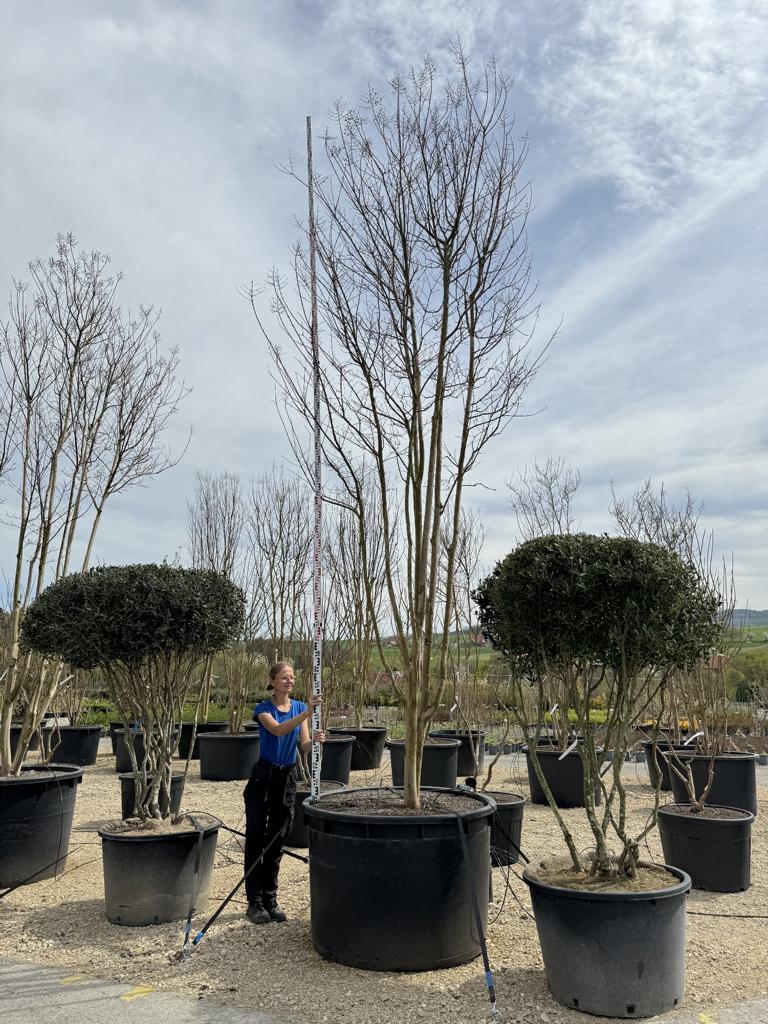 Lagerstroemia 'Sioux'