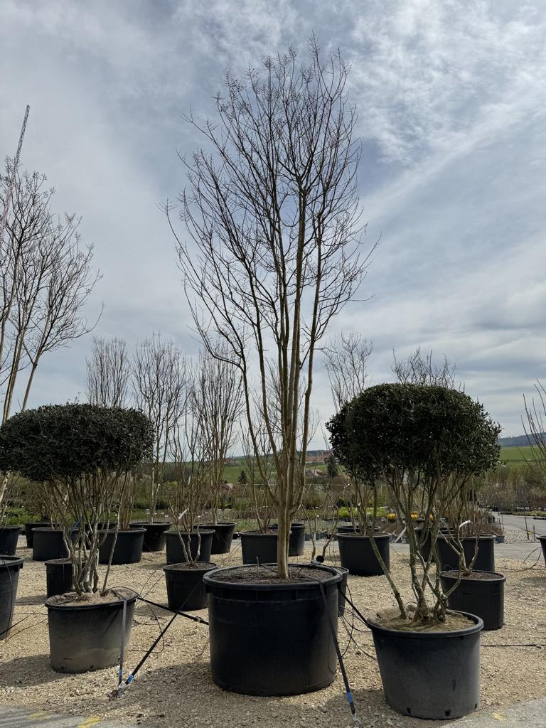 Lagerstroemia 'Sioux'