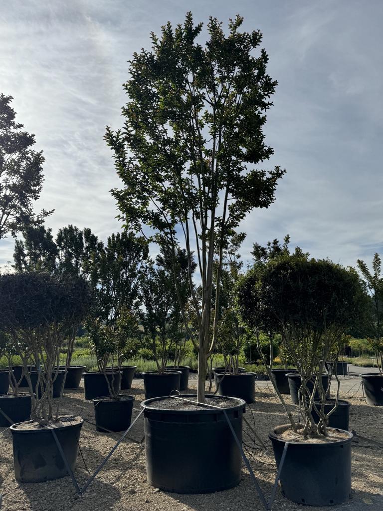 Lagerstroemia 'Sioux'
