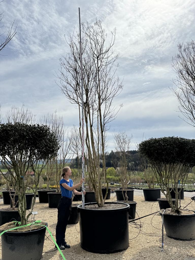 Lagerstroemia 'Sioux'