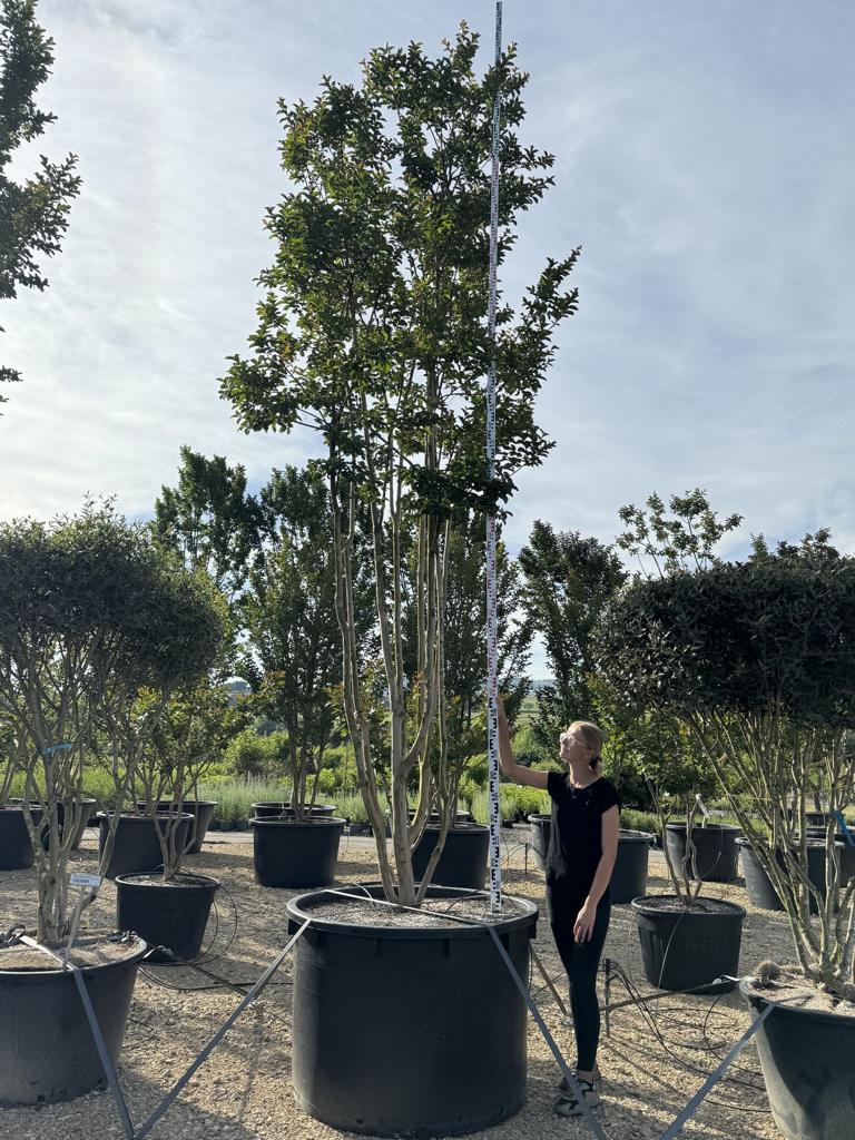 Lagerstroemia 'Sioux'