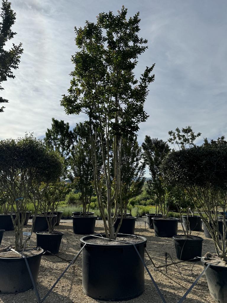 Lagerstroemia 'Sioux'