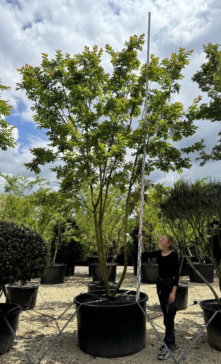 Lagerstroemia 'Natchez'