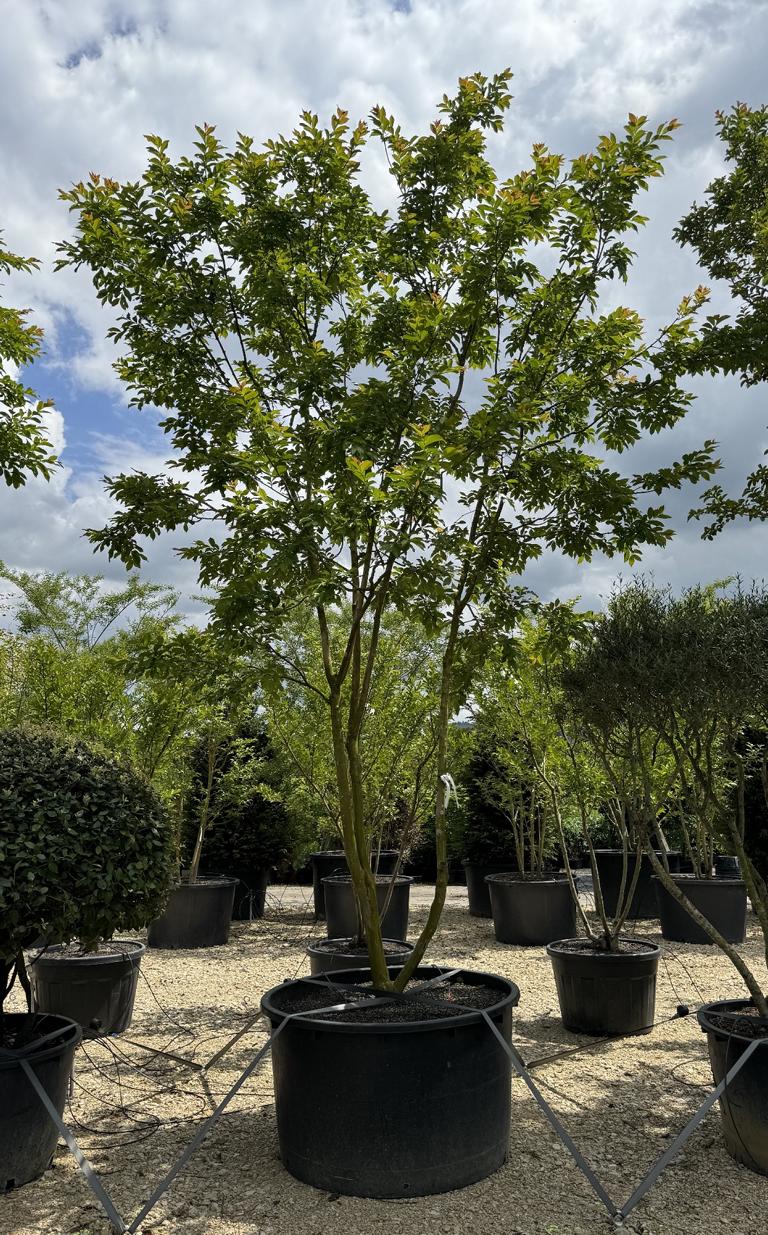 Lagerstroemia 'Natchez'
