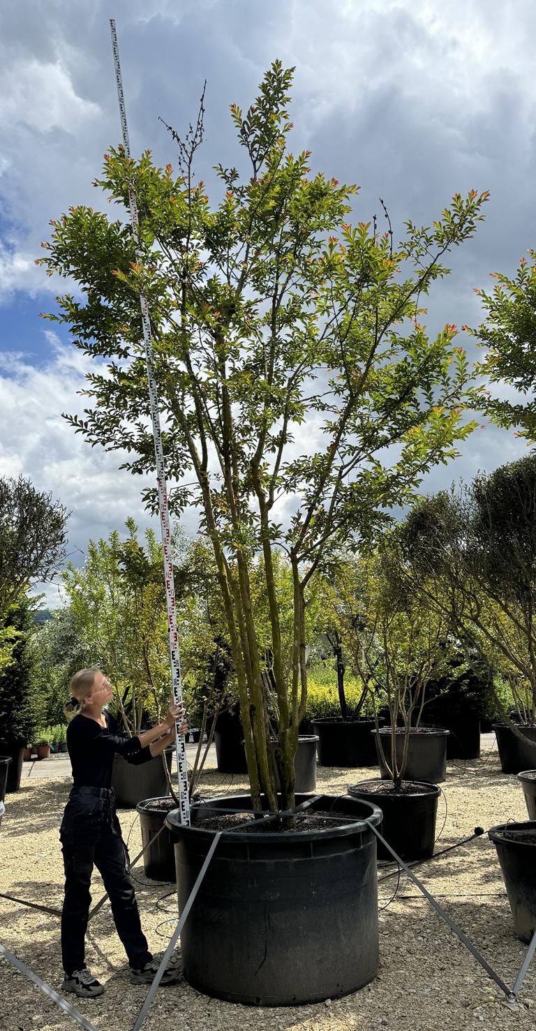 Lagerstroemia 'Osage'